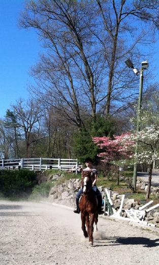 Riding Horse Brittabbee Farm North Reading, Ma